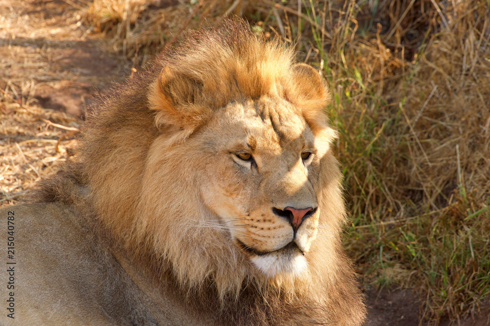 Close up portrait of one young male lion laying in brown grass on a bright sunny hot summer day. Looking to viewers right. Close up portrait of one young male lion laying in brown grass on a bright sunny hot summer day. Looking to viewers right.