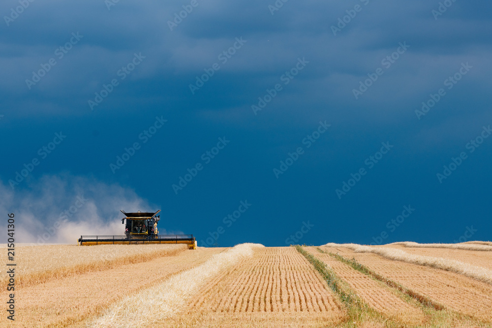 Fototapeta premium Landwirtschaft , Gerstenernte beginnt früher als gewöhnlich