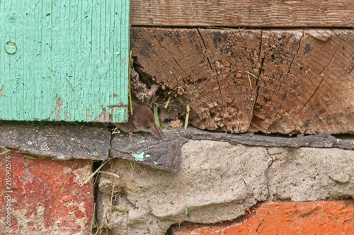 Tiny common shrew (Sorex araneus) sits in crack of wooden beam on house foundation. Kaluzsky region, Russia.

