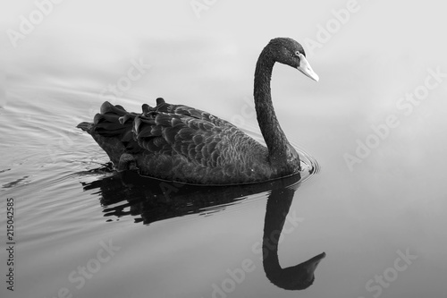 Fototapeta Naklejka Na Ścianę i Meble -  black swan in fog, A black swan swimming on a pool of blue water