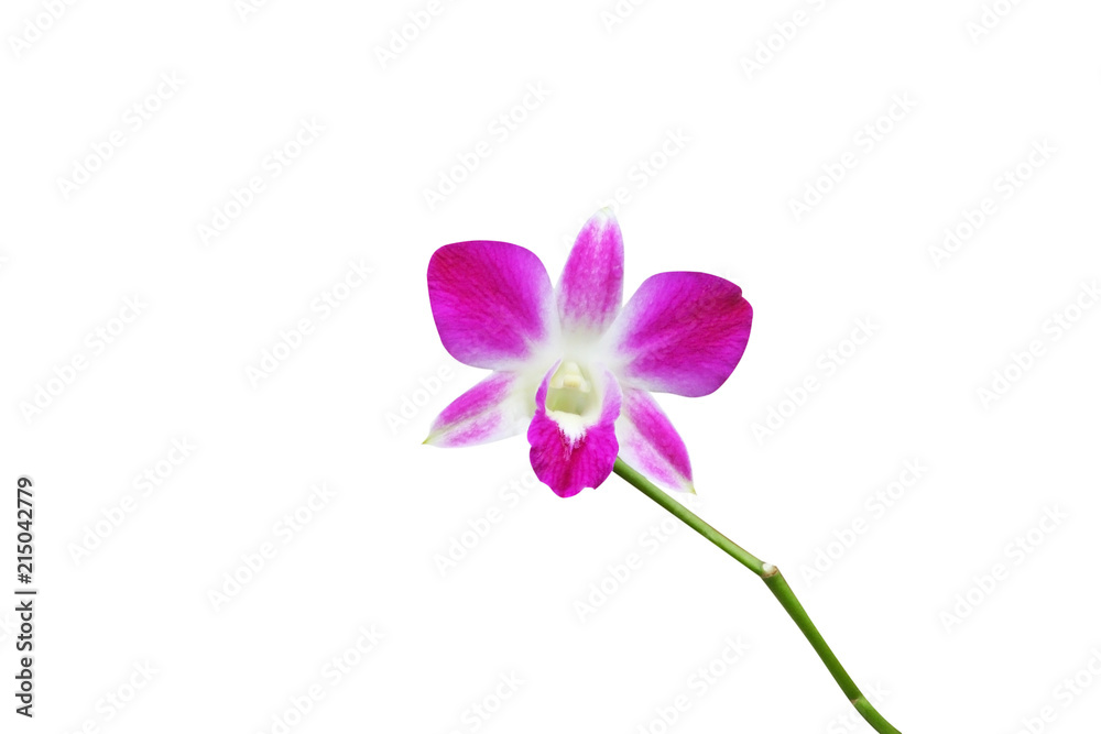 Purple orchid dendrobium flower blooming  and green stem isolated  on white background	