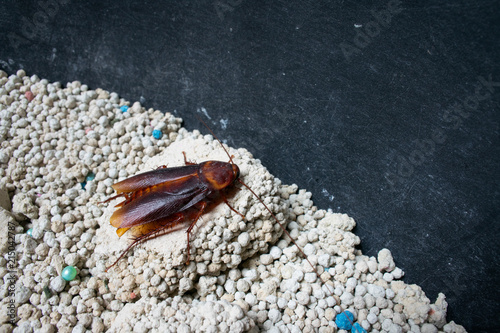cockroach in dirty cat sand disease contamination bacteria