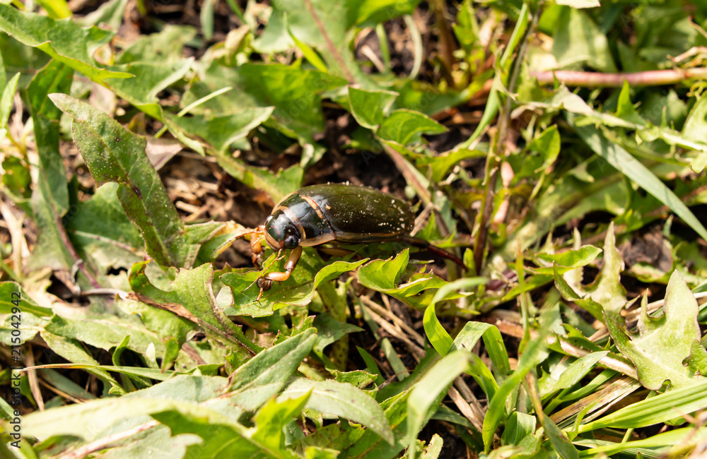 Obraz premium big beetle in the grass