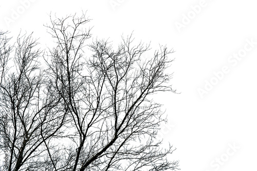 Silhouette dead tree isolated on white background for scary, death, and peace concept. Halloween day background. Art and dramatic on black and white scene. Despair and hopeless concept.