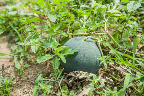 fresh organic watermelon