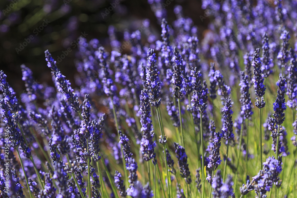 Obraz premium Lavenders in Provence France