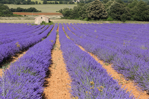 Old house and lavender field in Provence  south of France