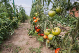 fresh organic tomatoes non GMO