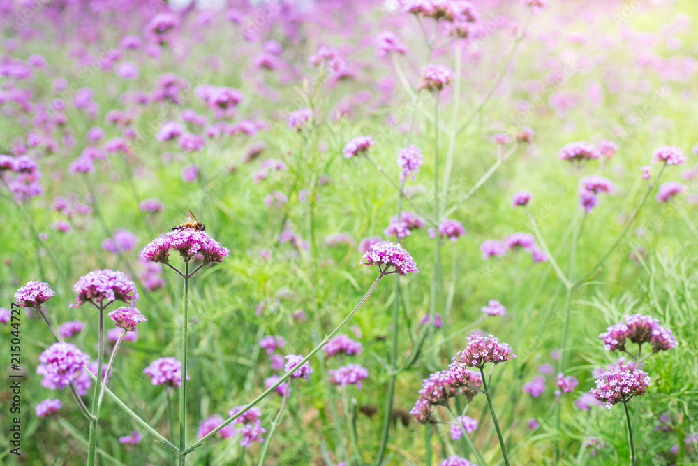 Violet flower Violet flower