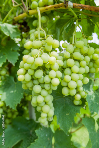 unripe green grapes