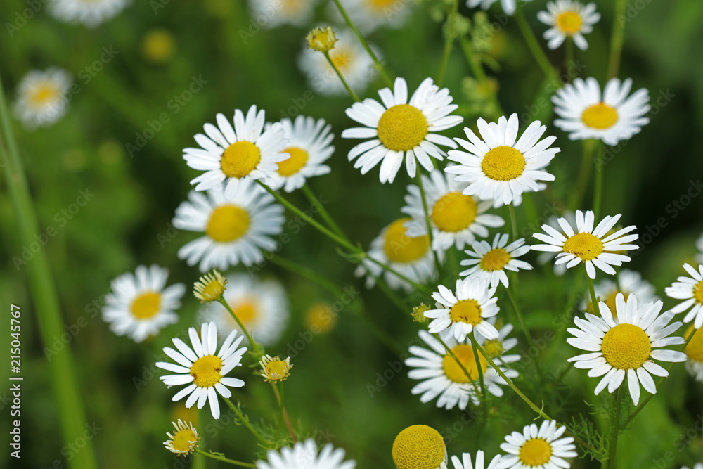 Fototapeta premium Kamille Blume 