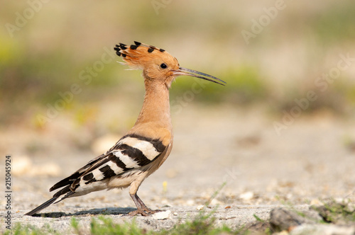 The hoopoe (Upupa epops) stands on the ground © Tatiana