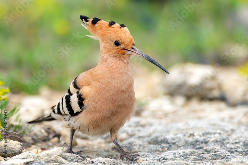 The hoopoe (Upupa epops) stands on the ground