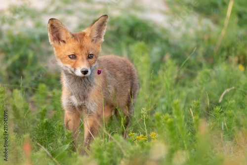 Little Red Fox stands in the grass