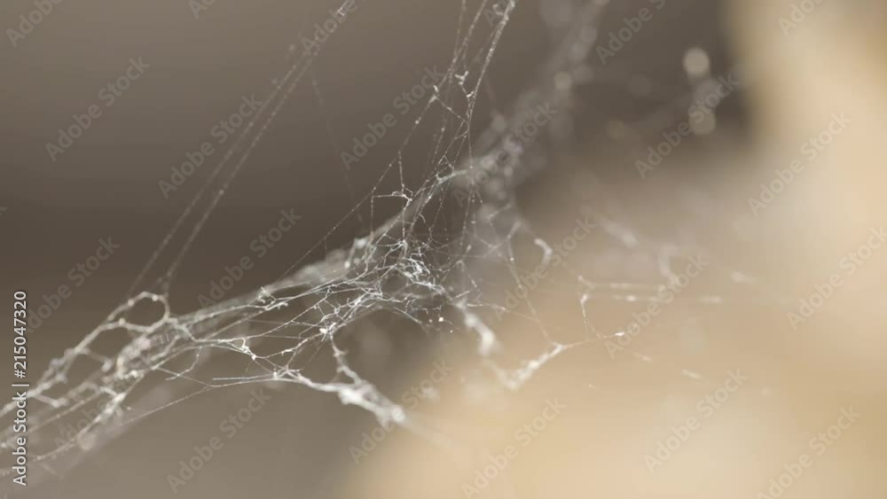 spider net macro