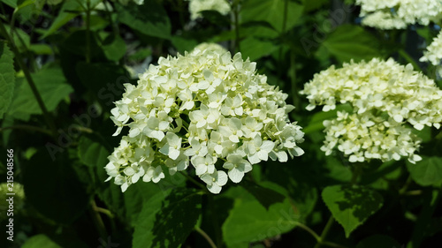 white hortensia blooms in the garden close-up