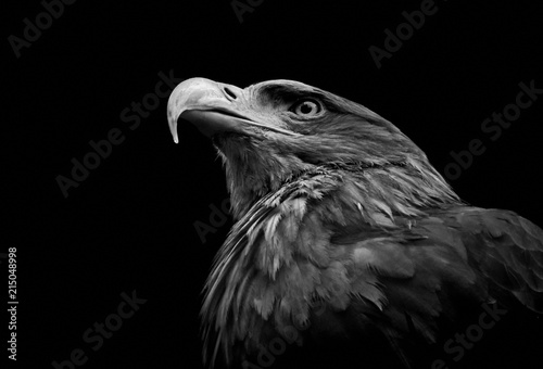 Majestätischer Steinadler auf schwarzem Hintergrund – Kraft, Freiheit und Wildnis