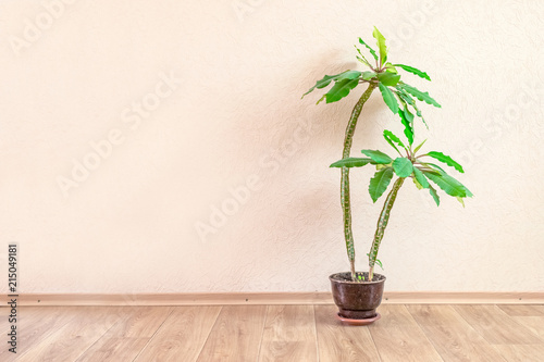Euphorbia Viguieri exotic rare succulent cacti madagascar palm plant cactus. Houseplant palm in pot on background of beige wall, nice Euphorbia from Madagarcar. Indoor tree palm. Copy space photo