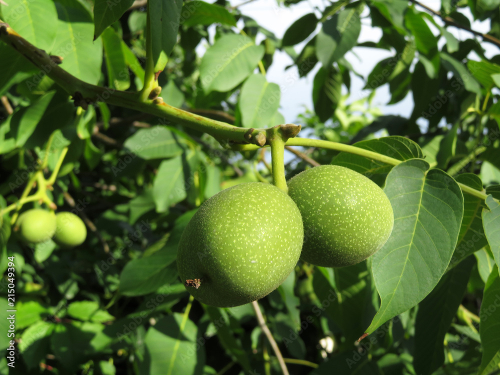 Walnuts growing on the branch with leaves. Green walnuts on the tree 