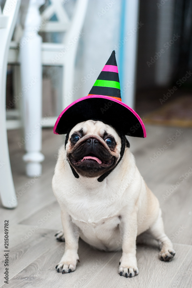 Funny pug in hat. Little witch. Funny dog. Funny pets. Dog dressed as a witch.