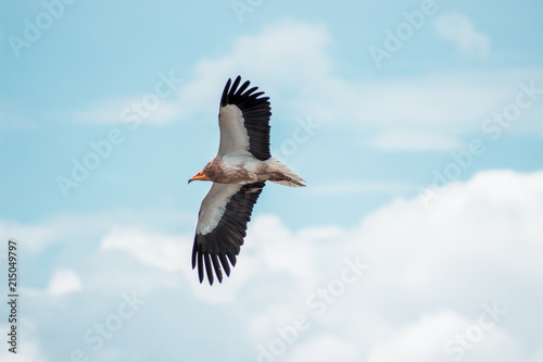 eagle