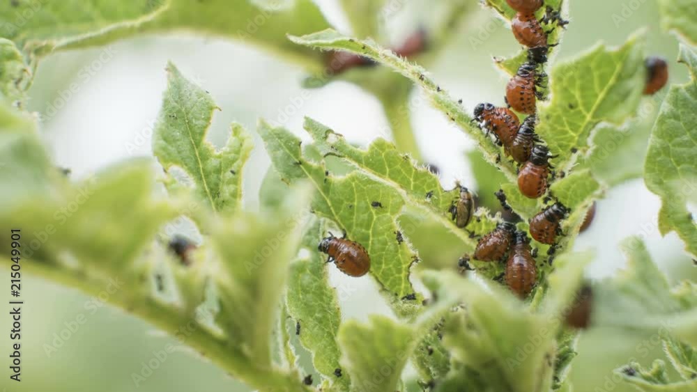 Insect pest. Thousands of Colorado beetles are eating potato leaves. Time-lapse video Insect pest. Thousands of Colorado beetles are eating potato leaves. Time-lapse video