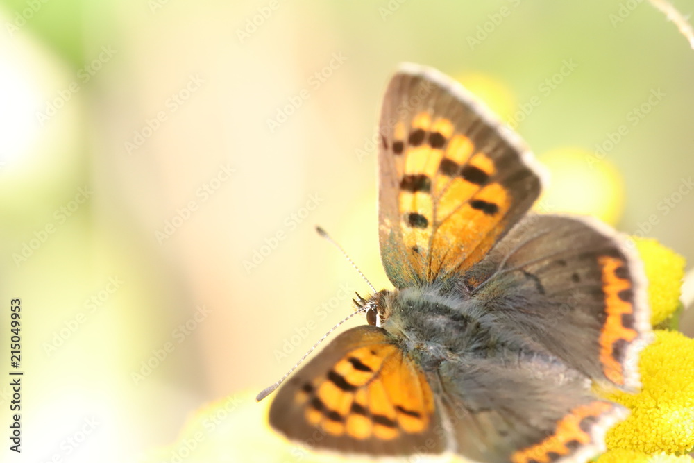 Obraz premium little butterfly, 