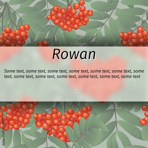 Vector rowan banner