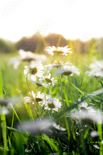 Flowering. Chamomile. Blooming chamomile field, Chamomile flowers on a meadow in summer, Selective focus
