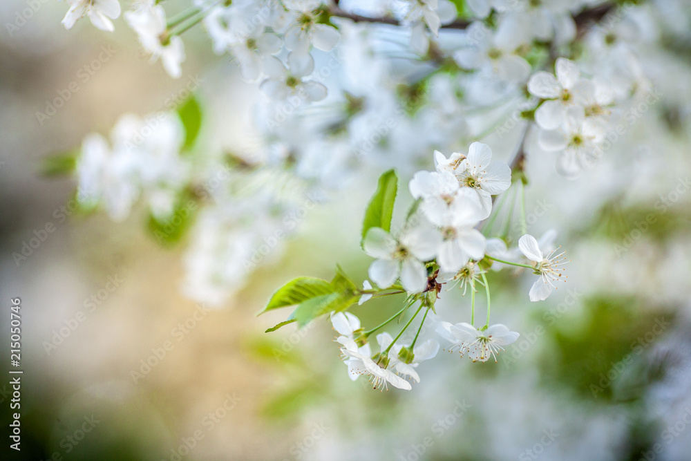 Cherry blossoms against a blue sky