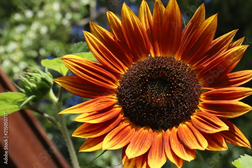 Fototapeta Naklejka Na Ścianę i Meble -  Red sunflower