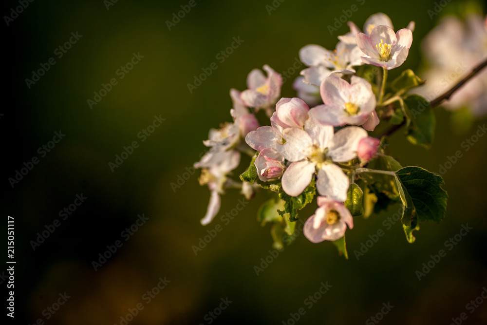 Close up apple blossom white flowers and blue sky spring background Close up apple blossom white flowers and blue sky spring background