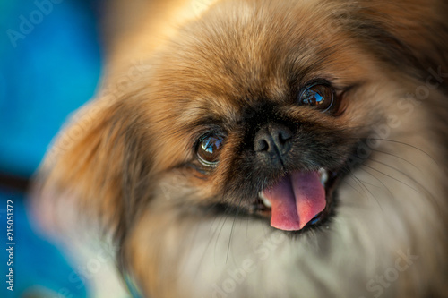 portrait of a Pekingese Dog at a Dog show photo