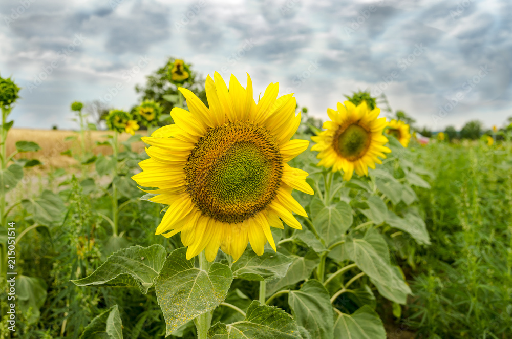 A blooming sunflowers in the field with stormy sky A blooming sunflowers in the field with stormy sky