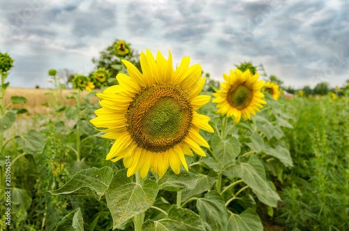 A blooming sunflowers in the field with stormy sky