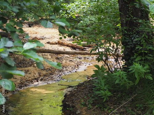 Small water stream in the forest