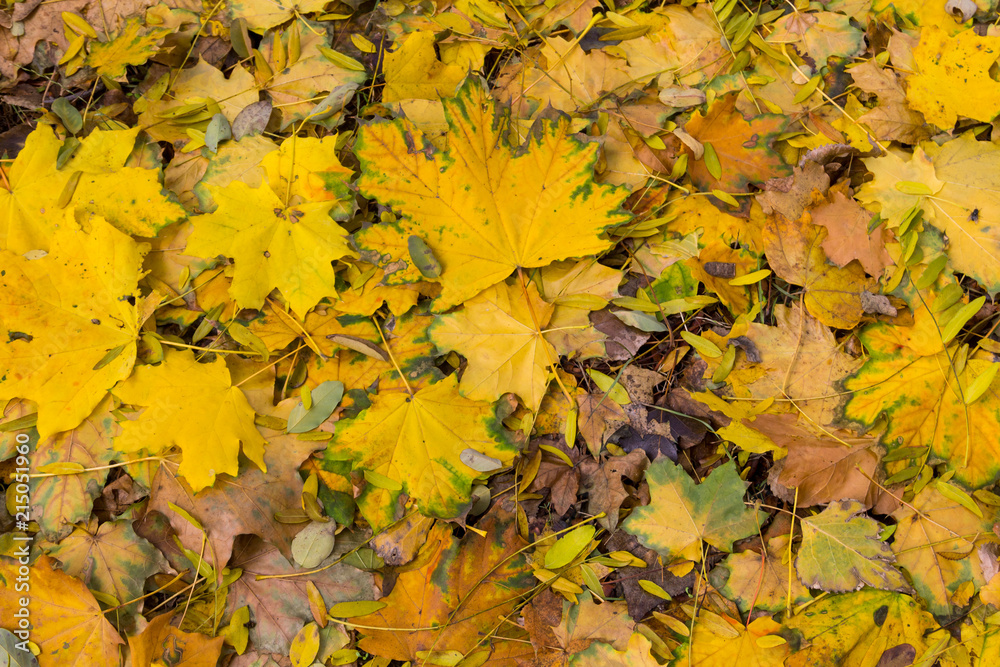 Background of autumn colorful leaves