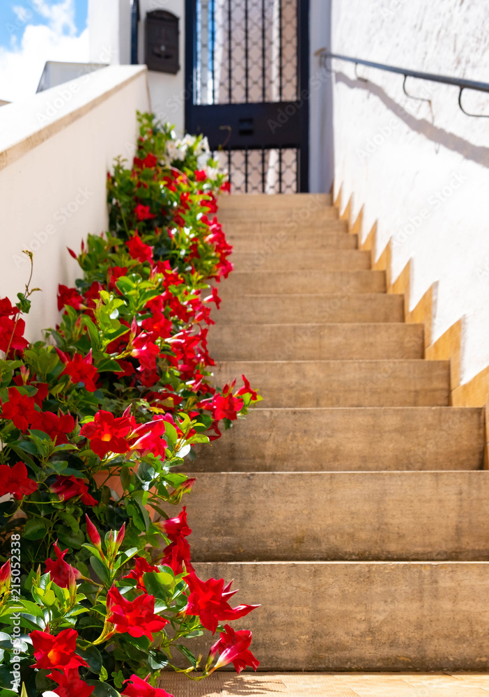 Obraz premium old buildings up-going stairs full with red flowers in the pots on white wall background