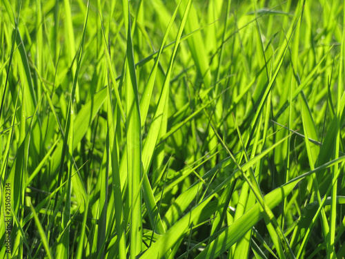 Vivid green grass close-up, morning sunlight. Fresh bright nature background