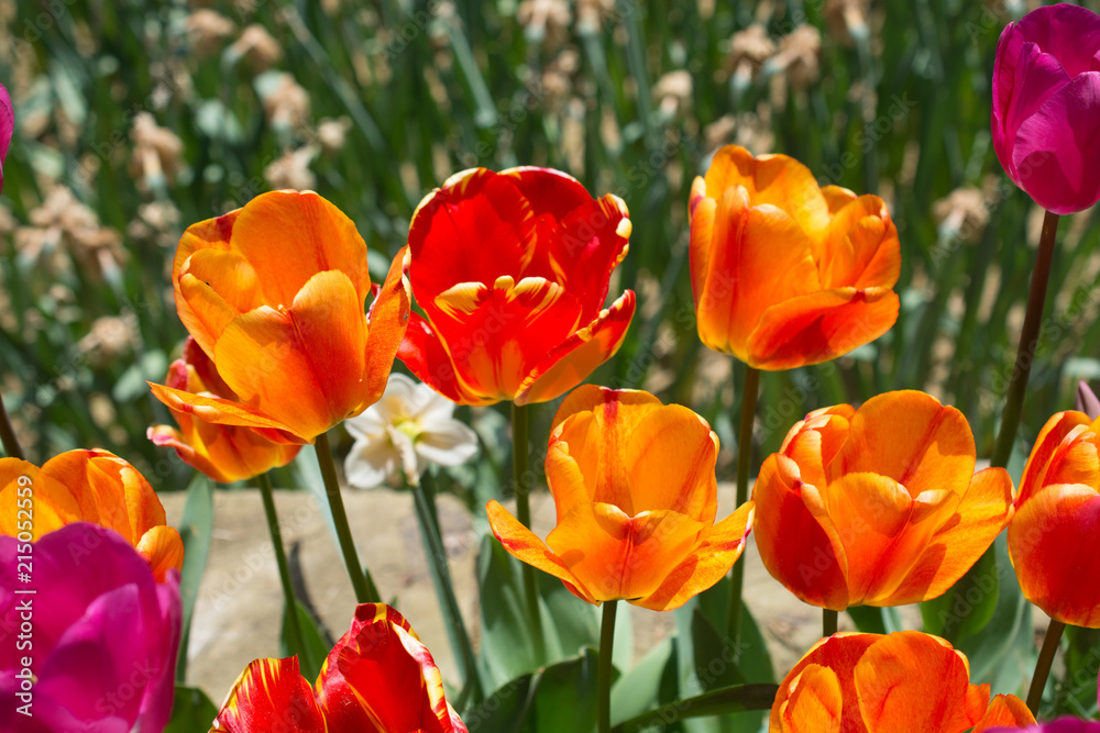 Colorful tulip flowers bloom in the garden Colorful tulip flowers bloom in the garden