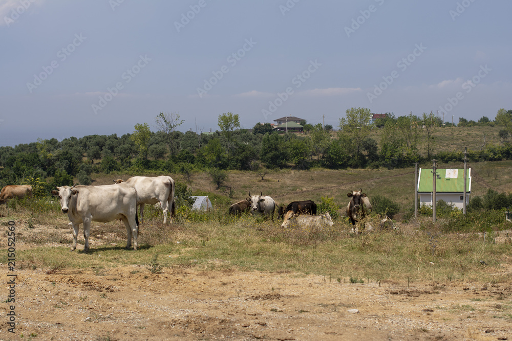 Obraz premium Bahçede gezinen hayvanlar