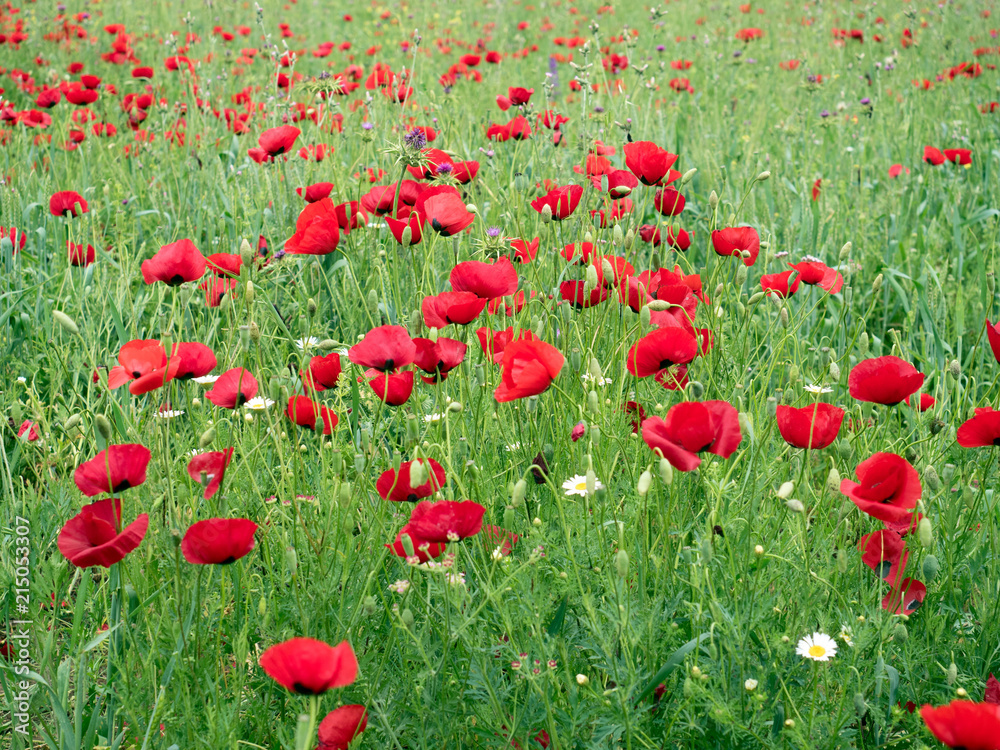 Red poppy flowers