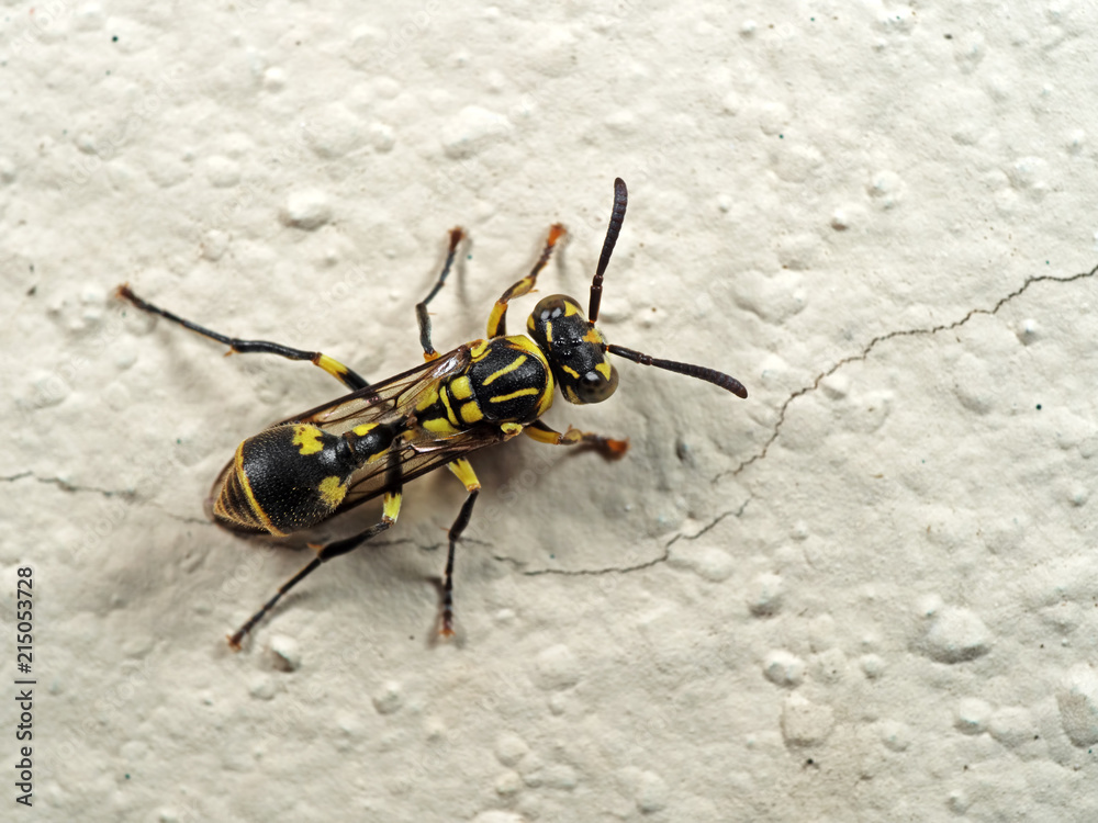 Macro Photo of Baby Wasp on Wall Macro Photo of Baby Wasp on Wall