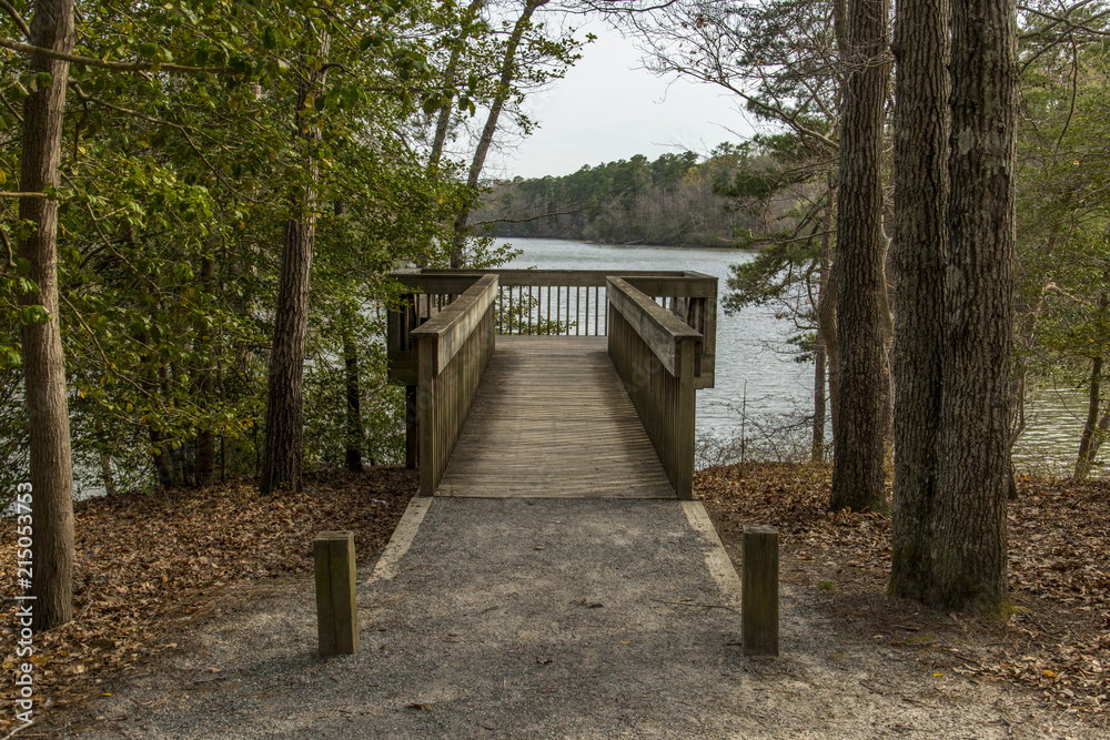 Pine tree overlook in the Noland trail, Virginia Pine tree overlook in the Noland trail, Virginia