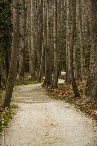 Trail path in a forest