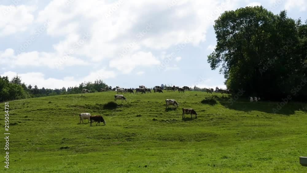 herd of cows graze in the pastures at mountain herd of cows graze in the pastures at mountain