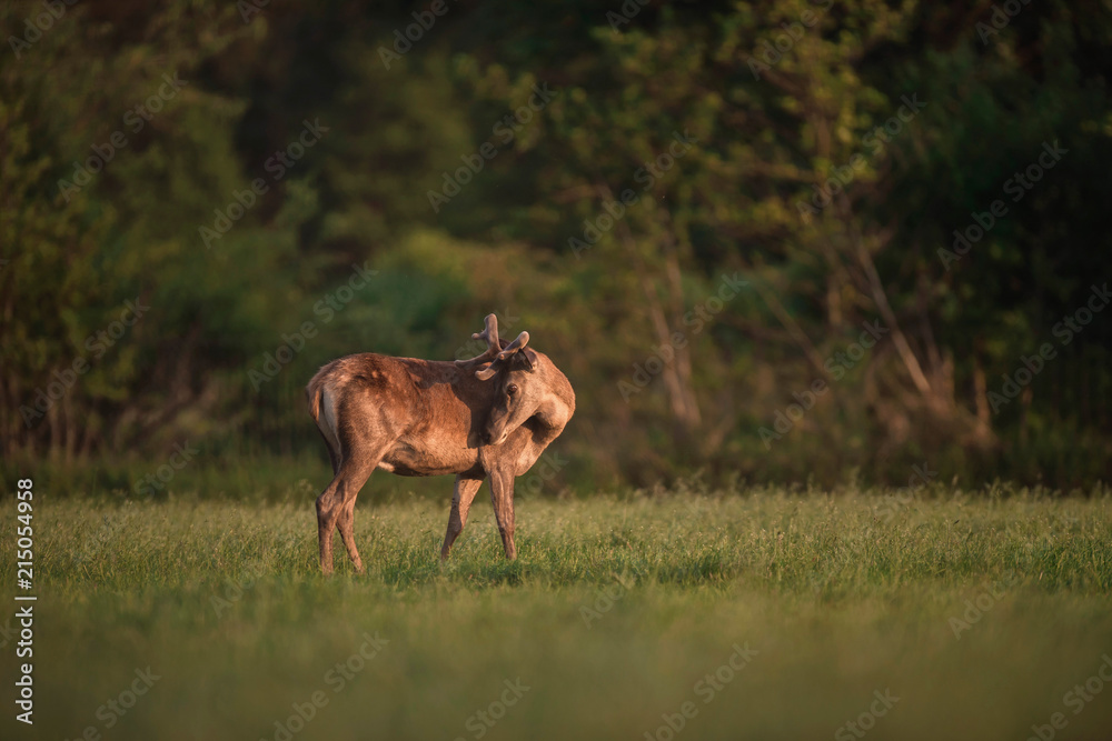 Fototapeta premium Red deer stag licking shoulder while standing in evening sun in meadow.