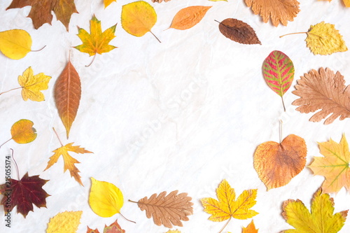 Autumn composition. Frame made of different colored autumn leaves on a light background.. Flat lay, top view, copy space 