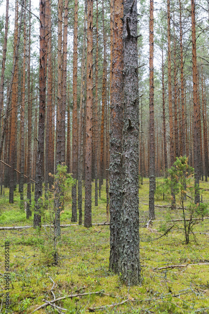 Fototapeta premium Fir tree forest. Moss on the ground