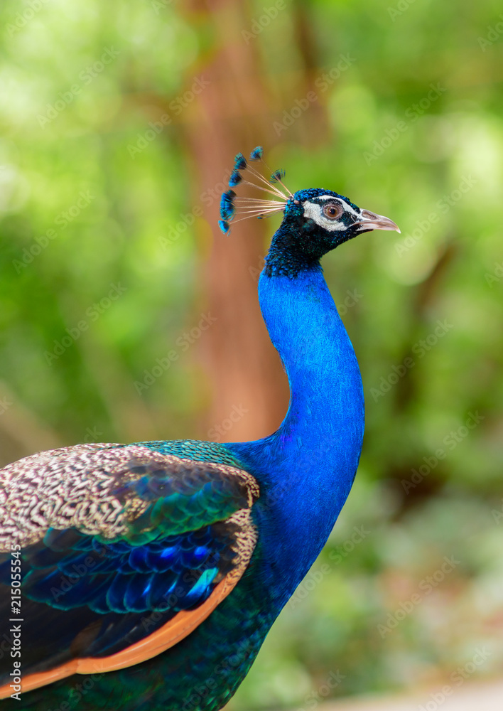Obraz premium Beautiful of peacock in forest,